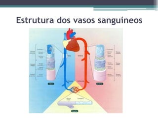Estrutura dos vasos sanguíneos
 