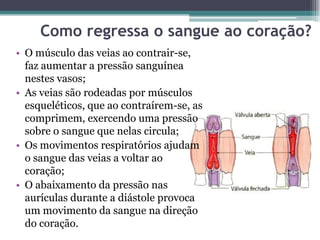 Como regressa o sangue ao coração?
• O músculo das veias ao contrair-se,
faz aumentar a pressão sanguínea
nestes vasos;
• As veias são rodeadas por músculos
esqueléticos, que ao contraírem-se, as
comprimem, exercendo uma pressão
sobre o sangue que nelas circula;
• Os movimentos respiratórios ajudam
o sangue das veias a voltar ao
coração;
• O abaixamento da pressão nas
aurículas durante a diástole provoca
um movimento da sangue na direção
do coração.
 