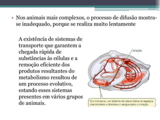 • Nos animais mais complexos, o processo de difusão mostra-
se inadequado, porque se realiza muito lentamente
A existência de sistemas de
transporte que garantem a
chegada rápida de
substâncias às células e a
remoção eficiente dos
produtos resultantes do
metabolismo resultou de
um processo evolutivo,
estando esses sistemas
presentes em vários grupos
de animais.
 