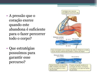 • A pressão que o
coração exerce
quando este
abandona é suficiente
para o fazer percorrer
todo o corpo?
• Que estratégias
possuímos para
garantir esse
percurso?
 