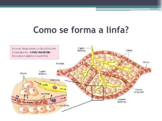 Como se forma a linfa?
 
