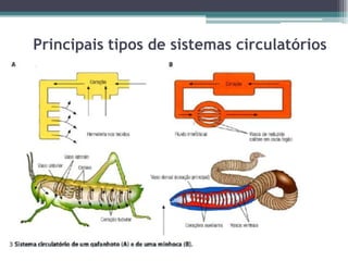 Principais tipos de sistemas circulatórios
 