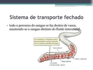 Sistema de transporte fechado
• todo o percurso do sangue se faz dentro de vasos,
mantendo-se o sangue distinto do fluido intersticial.
 