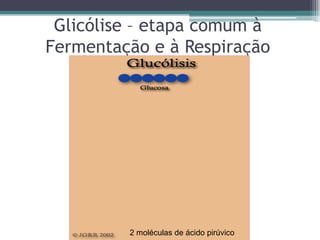 Glicólise – etapa comum à
Fermentação e à Respiração
2 moléculas de ácido pirúvico
 