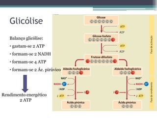 Glicólise
Balanço glicólise:
• gastam-se 2 ATP
• formam-se 2 NADH
• formam-se 4 ATP
• formam-se 2 Ác. pirúvico
Rendimento energético
2 ATP
 