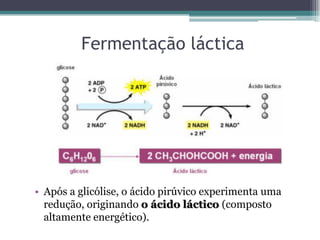 Fermentação láctica
• Após a glicólise, o ácido pirúvico experimenta uma
redução, originando o ácido láctico (composto
altamente energético).
 