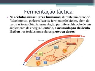 Fermentação láctica
• Nas células musculares humanas, durante um exercício
físico intenso, pode realizar-se fermentação láctica, além da
respiração aeróbia. A fermentação permite a obtenção de um
suplemento de energia. Contudo, a acumulação de ácido
láctico nos tecidos musculares provoca dores.
 