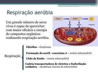 Respiração aeróbia
Um grande número de seres
vivos é capaz de aproveitar
com maior eficácia a energia
de compostos orgânicos
realizando respiração aeróbia.
Respiração
Glicólise - citoplasma
Formação do acetil –coenzima A – matriz mitocondrial
Ciclo de Krebs – matriz mitocondrial
Cadeia transportadora de eletrões e fosforilação
oxidativa – membrana interna da mitocôndria
 