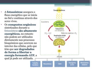 • A fotossíntese assegura o
fluxo energético que se inicia
no Sol e continua através dos
seres vivos.
• Os compostos orgânicos
sintetizados durante a
fotossíntese são altamente
energéticos, no entanto
não podem ser utilizados
diretamente nos processos
bioquímicos que ocorrem no
interior das células, pelo que
têm que ser degradados
de forma a libertar a
energia formando ATP, a
qual já pode ser utilizada.
 