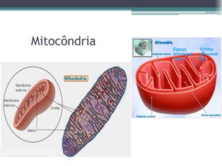 Mitocôndria Espaço
intermemb
ranar
Cristas
mitocondr
iais
 