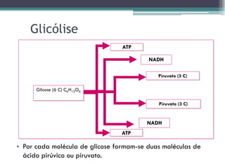 Glicólise
• Por cada molécula de glicose formam-se duas moléculas de
ácido pirúvico ou piruvato.
Glicose (6 C) C6H12O6
ATP
ATP
Piruvato (3 C)
Piruvato (3 C)
NADH
NADH
 