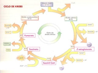 Profª: Sandra
Nascimento
24
CICLO DE KREBS
Succinato ∂ cetoglutarato
Succinil CoA
Fumarato
 