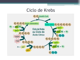 Ciclo de Krebs
 