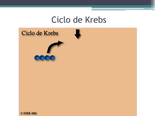 Ciclo de Krebs
 