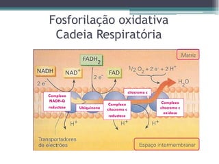 Fosforilação oxidativa
Cadeia Respiratória
Complexo
NADH-Q
reductase Ubiquinona
Complexo
citocromo c
reductase
Complexo
citocromo c
oxidase
citocromo c
 