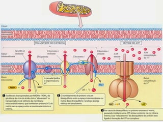 Profª: Sandra
Nascimento
28
 