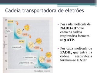 Cadeia transportadora de eletrões
• Por cada molécula de
NADH+H+ que
entra na cadeia
respiratória formam-
se 3 ATP.
• Por cada molécula de
FADH2 que entra na
cadeia respiratória
formam-se 2 ATP.
 