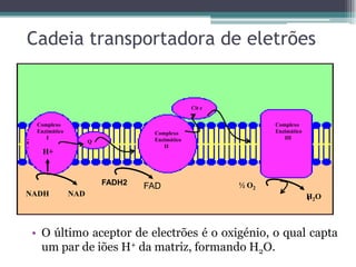 • O último aceptor de electrões é o oxigénio, o qual capta
um par de iões H+ da matriz, formando H2O.
NADH NAD
Complexo
Enzimático
I
Q
Cit c
Complexo
Enzimático
II
Complexo
Enzimático
III
H+
½ O2
H2O
FADH2 FAD
Cadeia transportadora de eletrões
 