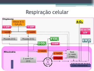 Respiração celular
Citoplasma
Crista mitocondrial
Mitocôndria
Glicose (6 C)
C6H12O6
Total:
10 NADH
2 FADH2
1 ATP1 ATP
1 NADH 1 NADH
Piruvato (3 C)Piruvato (3 C)
6 O2
6 H2O
32 ou 34
ATP
6 NADH
2 FADH
2 ATP
4 CO2
2 CO2
2 NADH
2 acetil-CoA
(2 C)
Ciclo
de
Krebs
 