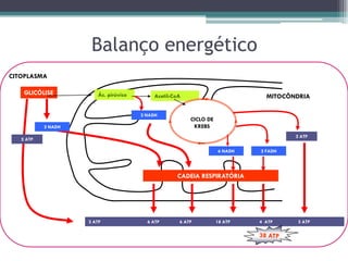 Balanço energético
GLICÓLISE Ác. pirúvico Acetil-CoA
CADEIA RESPIRATÓRIA
2 ATP 6 ATP 6 ATP 18 ATP 4 ATP 2 ATP
2 ATP
2 ATP
2 NADH
2 NADH
6 NADH 2 FADH
CICLO DE
KREBS
MITOCÔNDRIA
CITOPLASMA
 