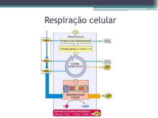 Respiração celular
 
