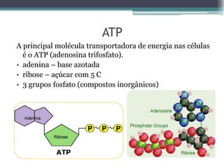 ATP
A principal molécula transportadora de energia nas células
é o ATP (adenosina trifosfato).
• adenina – base azotada
• ribose – açúcar com 5 C
• 3 grupos fosfato (compostos inorgânicos)
 