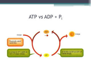 ATP vs ADP + Pi
 