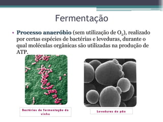Fermentação
• Processo anaeróbio (sem utilização de O2), realizado
por certas espécies de bactérias e leveduras, durante o
qual moléculas orgânicas são utilizadas na produção de
ATP.
 
