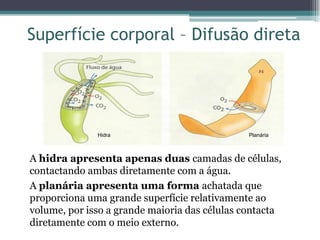 Superfície corporal – Difusão direta
Hidra Planária
A hidra apresenta apenas duas camadas de células,
contactando ambas diretamente com a água.
A planária apresenta uma forma achatada que
proporciona uma grande superfície relativamente ao
volume, por isso a grande maioria das células contacta
diretamente com o meio externo.
 