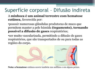 Superfície corporal – Difusão indireta
A minhoca é um animal terrestre com hematose
cutânea, favorecida por:
•possuir numerosas glândulas produtoras de muco que
permitem manter a pele húmida (tegumento), tornando
possível a difusão de gases respiratórios;
•ser muito vascularizada, permitindo a difusão de gases
respiratórios, que são transportados de ou para todas as
regiões do corpo.
Nota: a hematose cutânea ocorre também nos anfíbios e em alguns peixes.
 