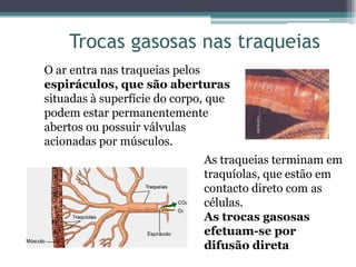 Trocas gasosas nas traqueias
O ar entra nas traqueias pelos
espiráculos, que são aberturas
situadas à superfície do corpo, que
podem estar permanentemente
abertos ou possuir válvulas
acionadas por músculos.
As traqueias terminam em
traquíolas, que estão em
contacto direto com as
células.
As trocas gasosas
efetuam-se por
difusão direta
 