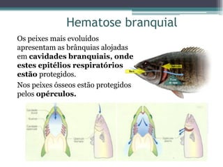 Hematose branquial
Os peixes mais evoluídos
apresentam as brânquias alojadas
em cavidades branquiais, onde
estes epitélios respiratórios
estão protegidos.
Nos peixes ósseos estão protegidos
pelos opérculos.
 