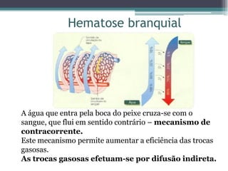 Hematose branquial
A água que entra pela boca do peixe cruza-se com o
sangue, que flui em sentido contrário – mecanismo de
contracorrente.
Este mecanismo permite aumentar a eficiência das trocas
gasosas.
As trocas gasosas efetuam-se por difusão indireta.
 