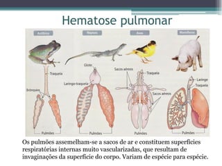 Hematose pulmonar
Os pulmões assemelham-se a sacos de ar e constituem superfícies
respiratórias internas muito vascularizadas, que resultam de
invaginações da superfície do corpo. Variam de espécie para espécie.
 