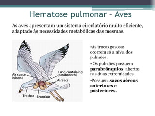 Hematose pulmonar – Aves
As aves apresentam um sistema circulatório muito eficiente,
adaptado às necessidades metabólicas das mesmas.
•As trocas gasosas
ocorrem só a nível dos
pulmões.
• Os pulmões possuem
parabrônquios, abertos
nas duas extremidades.
•Possuem sacos aéreos
anteriores e
posteriores.
 