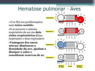 • O ar flui nos parâbronquios
num único sentido.
•O ar percorre o sistema
respiratório da ave em dois
ciclos respiratórios (duas
inspirações e duas expirações)
•Vantagens dos sacos
aéreos: diminuem a
densidade da ave, ajudam a
dissipar o calor e
constituem reservas de ar.
Hematose pulmonar – Aves
 