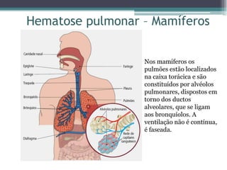 Nos mamíferos os
pulmões estão localizados
na caixa torácica e são
constituídos por alvéolos
pulmonares, dispostos em
torno dos ductos
alveolares, que se ligam
aos bronquíolos. A
ventilação não é contínua,
é faseada.
Hematose pulmonar – Mamíferos
 