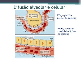 Difusão alveolar e celular
PO2 – pressão
parcial de oxigénio
PCO2 – pressão
parcial de dióxido
de carbono
 