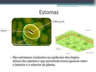 Estomas
• São estruturas existentes na epiderme dos órgãos
aéreos das plantas e que permitem trocas gasosas entre
o interior e o exterior da planta.
 