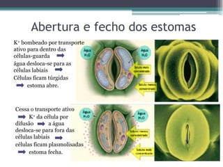 Abertura e fecho dos estomas
K+ bombeado por transporte
ativo para dentro das
células-guarda
água desloca-se para as
células labiais
Células ficam túrgidas
estoma abre.
Cessa o transporte ativo
K+ da célula por
difusão a água
desloca-se para fora das
células labiais
células ficam plasmolisadas
estoma fecha.
 
