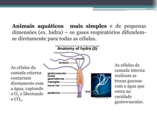 Animais aquáticos mais simples e de pequenas
dimensões (ex. hidra) – os gases respiratórios difundem-
se diretamente para todas as células.
As células da
camada interna
realizam as
trocas gasosas
com a água que
entra na
cavidade
gastrovascular.
As células da
camada externa
contactam
diretamente com
a água, captando
o O2 e libertando
o CO2.
 