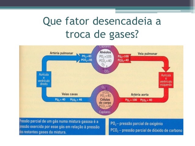 Mod.a3.4. trocas gasosas