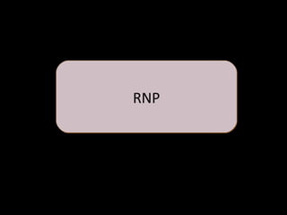 RNPRNP
 