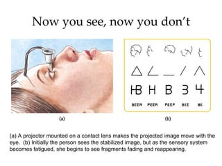Now you see, now you don’t




(a) A projector mounted on a contact lens makes the projected image move with the
eye. (b) Initially the person sees the stabilized image, but as the sensory system
becomes fatigued, she begins to see fragments fading and reappearing.
 