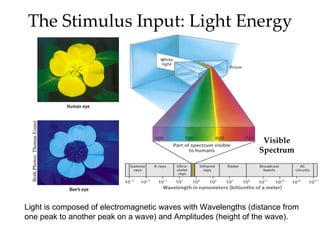 The Stimulus Input: Light Energy
 Both Photos: Thomas Eisner




                                                                Visible
                                                               Spectrum




Light is composed of electromagnetic waves with Wavelengths (distance from
one peak to another peak on a wave) and Amplitudes (height of the wave).
 