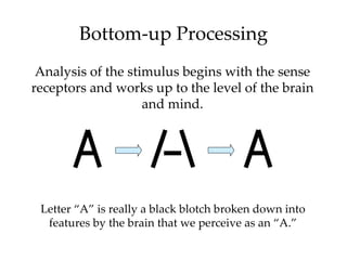 Bottom-up Processing
 Analysis of the stimulus begins with the sense
receptors and works up to the level of the brain
                    and mind.




 Letter “A” is really a black blotch broken down into
  features by the brain that we perceive as an “A.”
 