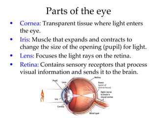 Parts of the eye
•   Cornea: Transparent tissue where light enters
    the eye.
•   Iris: Muscle that expands and contracts to
    change the size of the opening (pupil) for light.
•   Lens: Focuses the light rays on the retina.
•   Retina: Contains sensory receptors that process
    visual information and sends it to the brain.
 