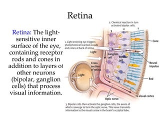 Retina
 Retina: The light-
   sensitive inner
 surface of the eye,
containing receptor
 rods and cones in
addition to layers of
   other neurons
 (bipolar, ganglion
 cells) that process
visual information.
 