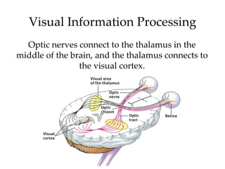 Visual Information Processing
  Optic nerves connect to the thalamus in the
middle of the brain, and the thalamus connects to
                the visual cortex.
 