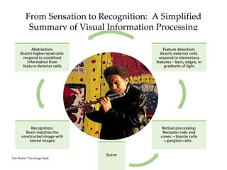 From Sensation to Recognition: A Simplified
          Summary of Visual Information Processing




Tim Bieber/ The Image Bank
 